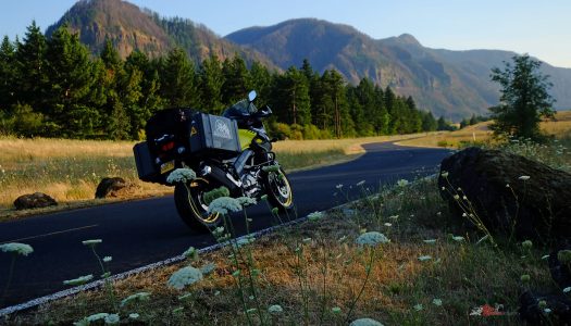 BEAR TRACKS: US Pacific North-West