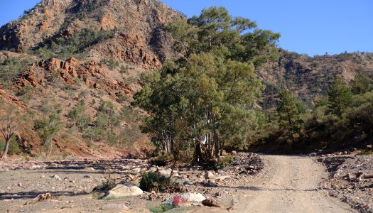 Bear Tracks: Flinders Ranges, South Australia