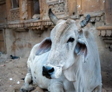 Super Meteor 650 World Launch.