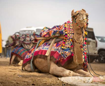 Super Meteor 650 World Launch.