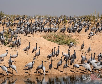 Flamingos! Not pink weirdly enough, not eating any prawns.