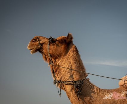 Super Meteor 650 World Launch.