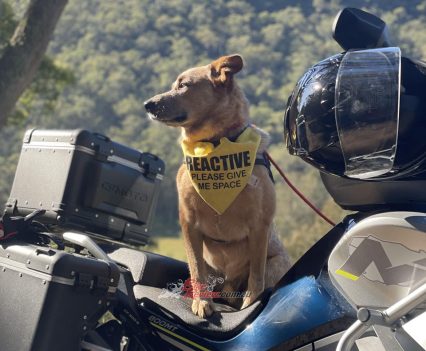 Bowie had an awesome day out on the 800MT!