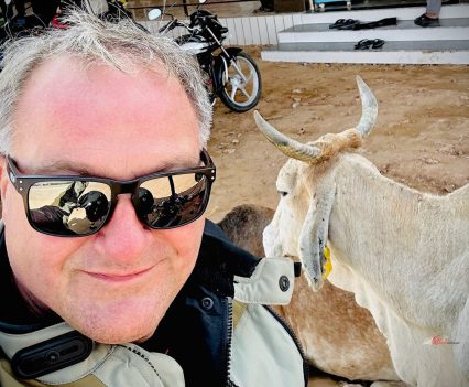 Dodging these giant cows on the road is on the list of Indian obstacles!
